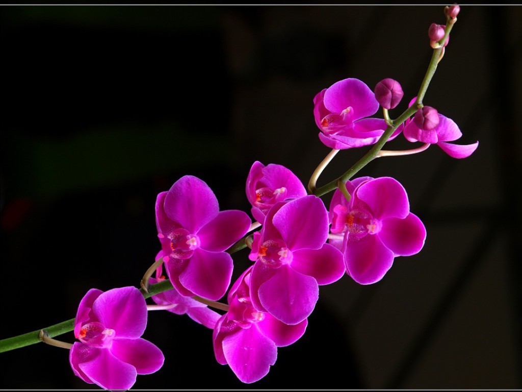 Beautiful Flowers