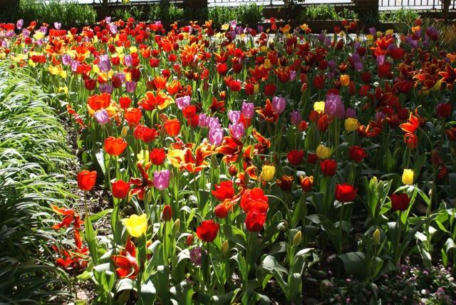 Beautiful Flowers Garden