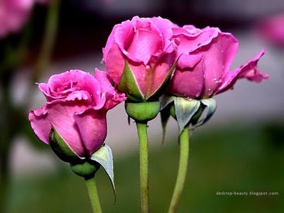 Beautiful Flowers Images