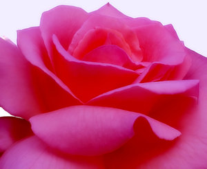 Beautiful Flowers Roses Free Download