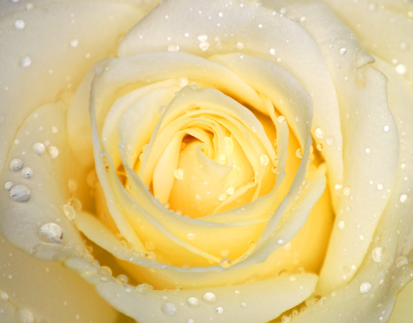 Beautiful Flowers Roses Free Download