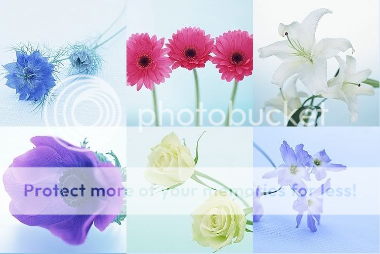 Beautiful Flowers Wallpapers For Desktop