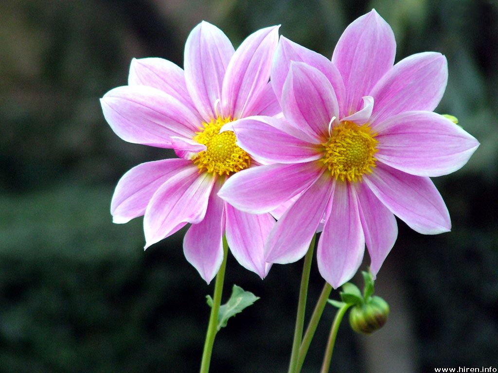 Beautiful Flowers Wallpapers For Desktop Background