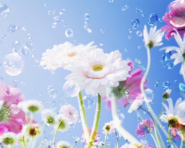 Beautiful Flowers Wallpapers For Desktop Hd