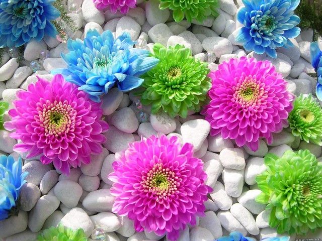 Beautiful Flowers Wallpapers For Facebook