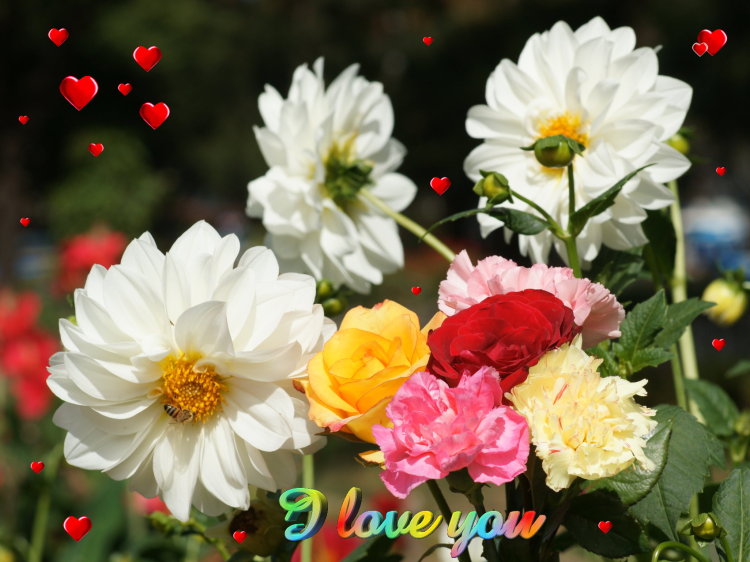 Beautiful Flowers Wallpapers Hd