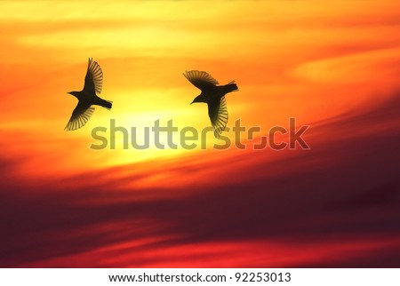 Beautiful Pictures Of Birds In The Sky