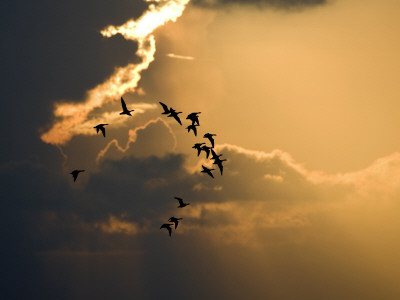 Beautiful Pictures Of Birds In The Sky