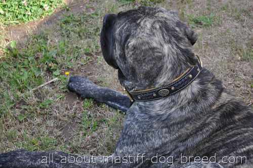 Black Brindle Cane Corso Mastiff