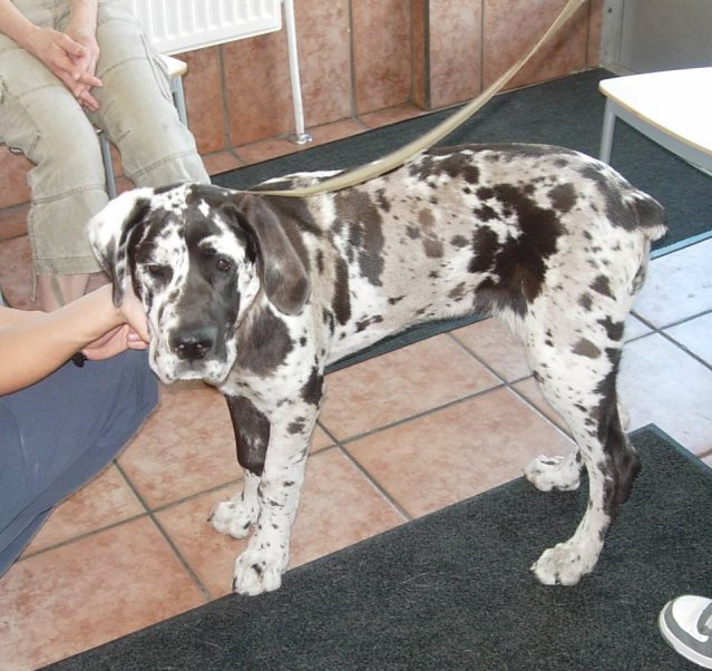 Black Brindle Cane Corso Mastiff