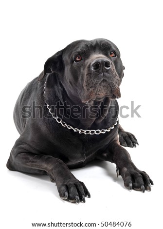 Black Cane Corso Mastiff