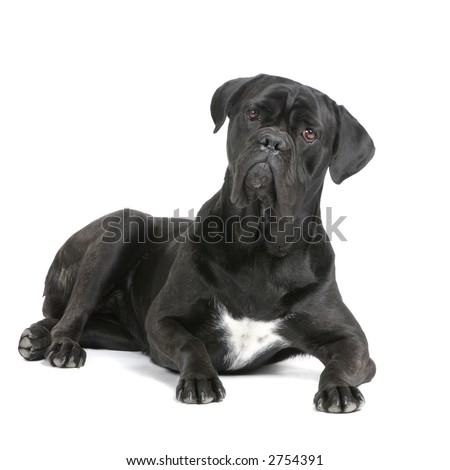Black Cane Corso Mastiff