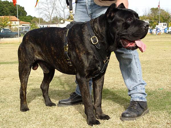 Black Cane Corso Puppies