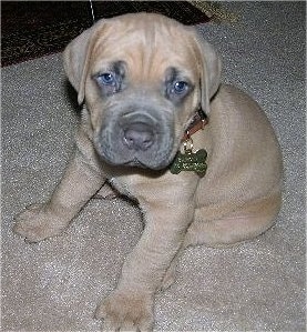 Black Cane Corso Puppies