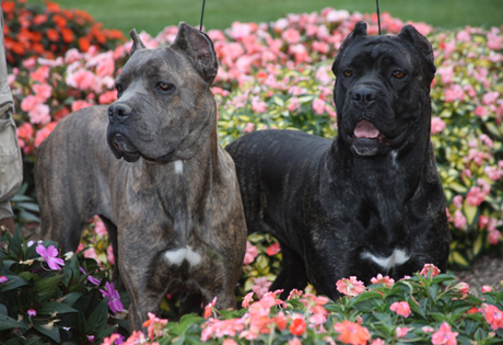 Black Cane Corso Puppies