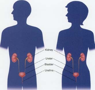 Bladder Cancer Symptoms