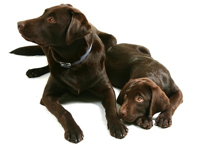 Bladder Cancer Symptoms For Dogs