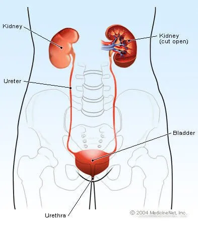 Bladder Cancer Symptoms In Men Blood