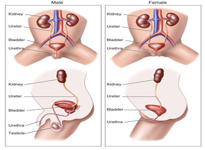 Bladder Cancer Symptoms In Women Pain