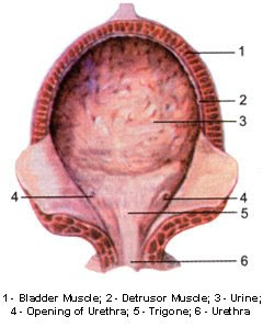 Bladder Cancer Treatment