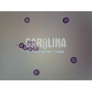 Blastula Slide