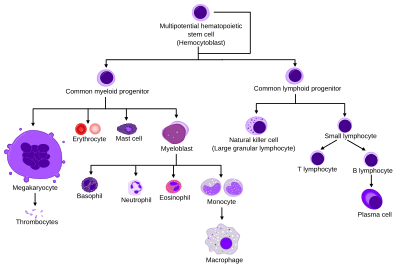 Blood Cells Diagram