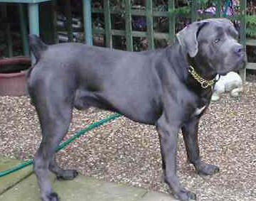 Blue Cane Corso Puppies For Sale In Uk