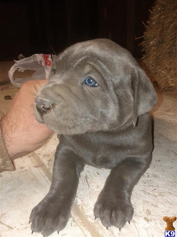 Blue Cane Corso Puppies For Sale In Uk