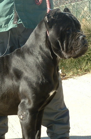 Blue Cane Corso Puppies For Sale In Uk