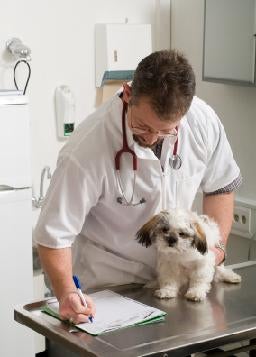 Bone Cancer Symptoms In Dogs