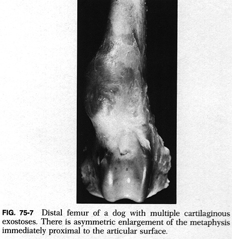 Bone Cancer Symptoms In Dogs