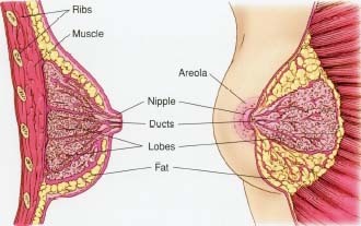 Breast Cancer Symptoms Images