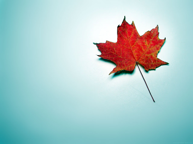 Canada Maple Leaf Wallpaper