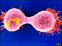 Cancer Cells Dividing Video