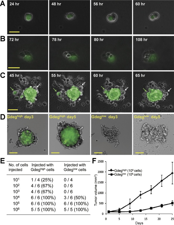 Cancer Cells Dividing Video