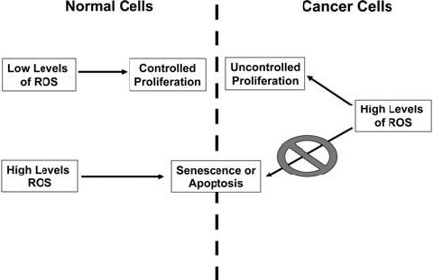 Cancer Cells Images Free