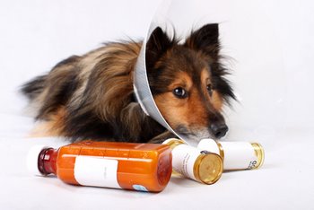 Cancer Symptoms In Dogs