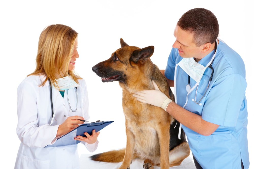 Cancer Symptoms In Dogs Cough