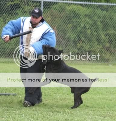 Cane Corso Attack