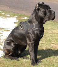 Cane Corso Attack