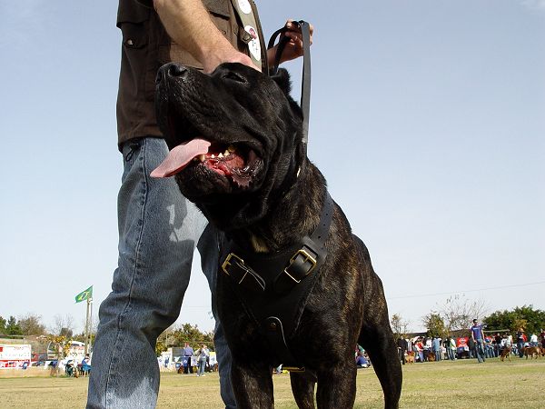 Cane Corso Attack