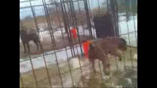 Cane Corso Attack Ohio