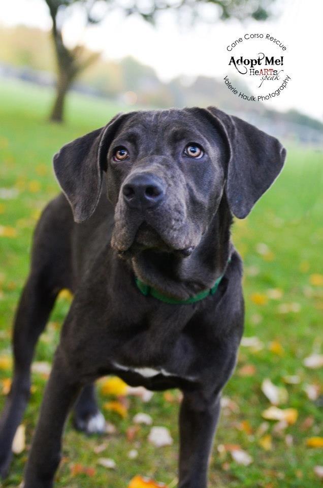 Cane Corso Attack Ohio