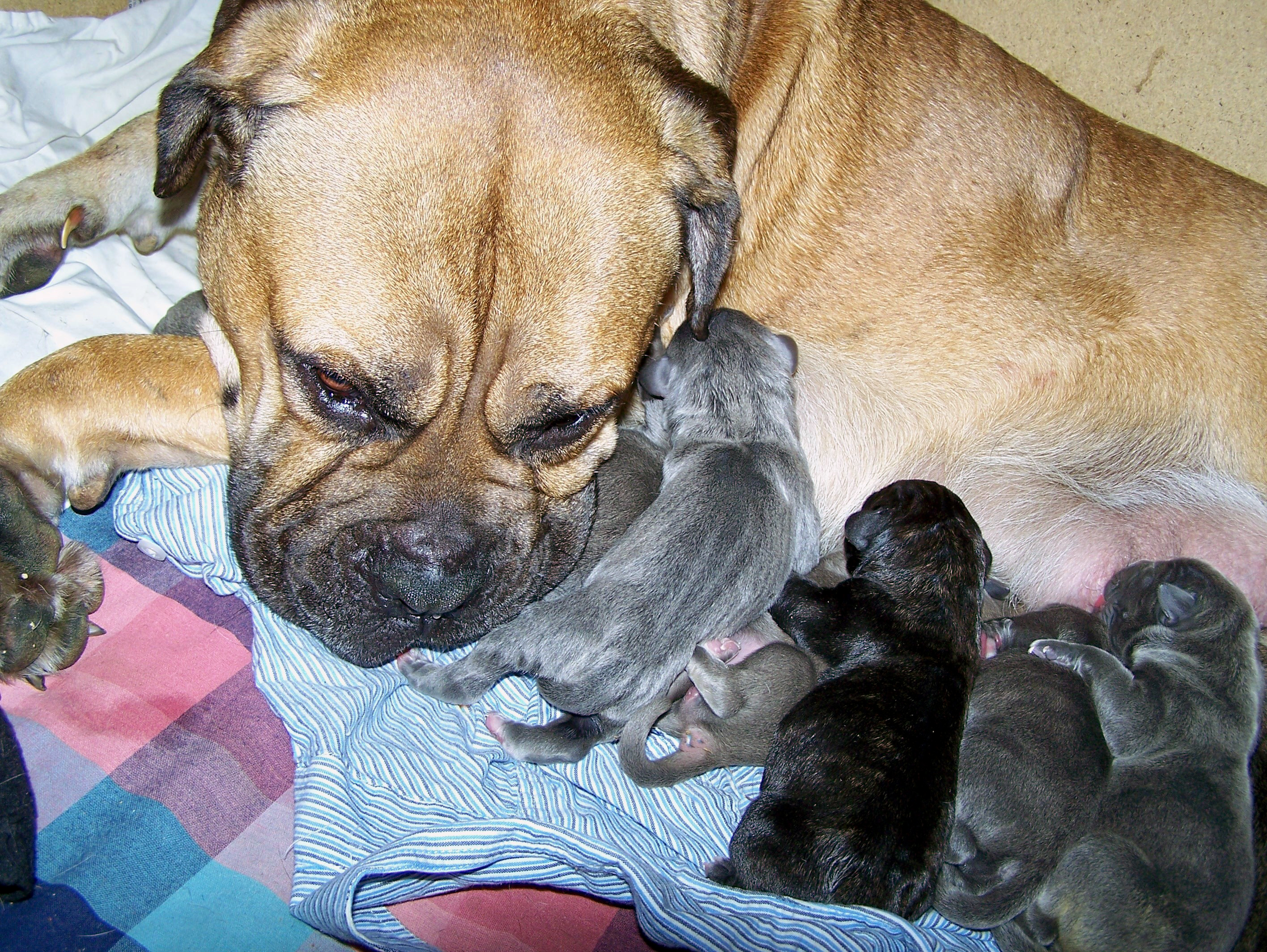 Cane Corso Australia Breeders