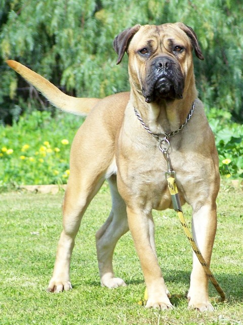 Cane Corso Australia Breeders