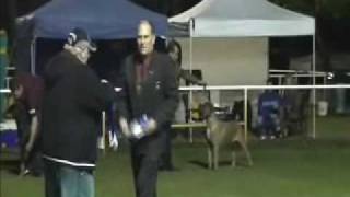 Cane Corso Australia Breeders