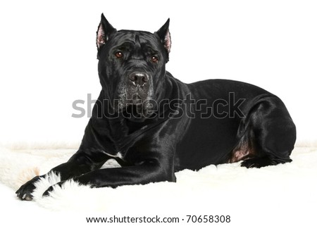 Cane Corso Australia Breeders