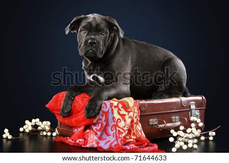 Cane Corso Blue Puppies