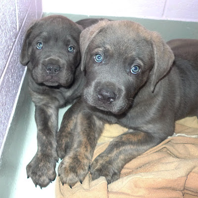 Cane Corso Blue Puppies