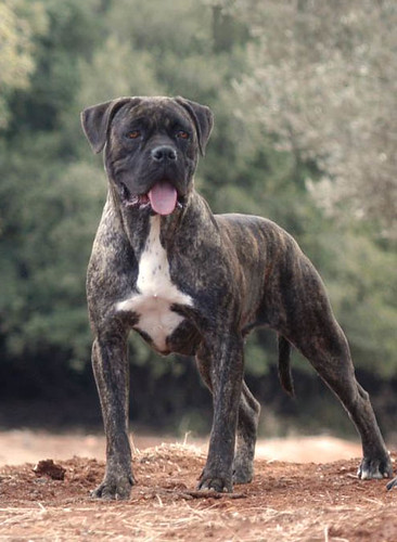 Cane Corso Dogo Argentino Mix